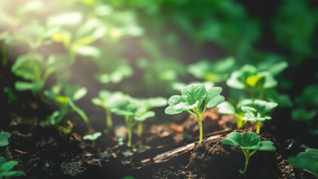 Gardening is a constant reminder of the paschal mystery.