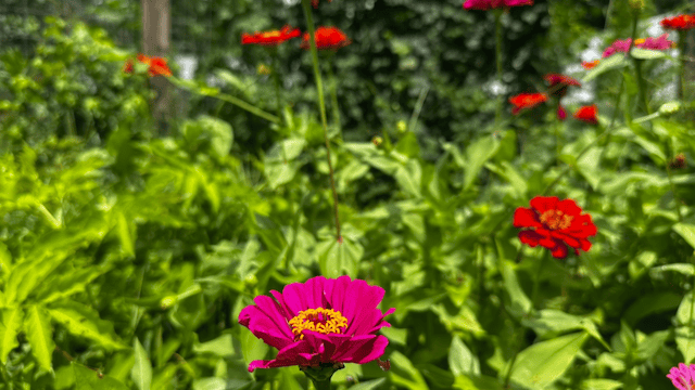 Self sown zinnias with hops in the background