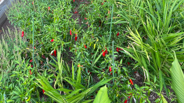 Companion planting of turmeric, ginger, holy basil and shishitos