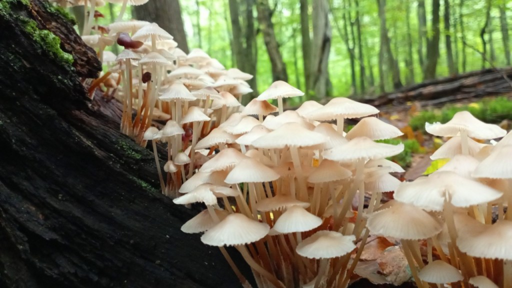 Diversity Creates Symbiotic Relationships and Resilience