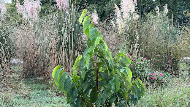 My paw paw tree that is beautiful, but will not bear fruit without a diverse companion.