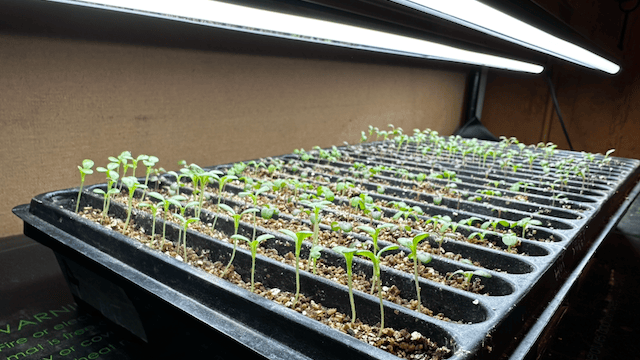 Lettuce seedlings for fall planting