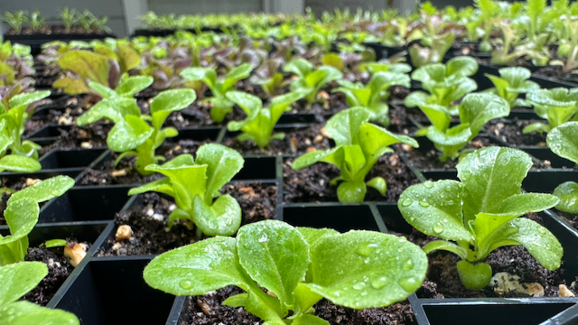 The lettuce transplants look healthy this morning despite my neglect