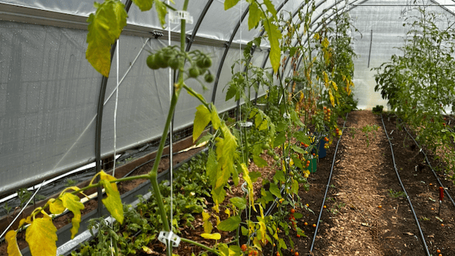 Non-grafted tomato on the left and grafted tomato on the right