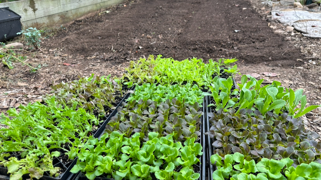 Seedlings just before transplanting