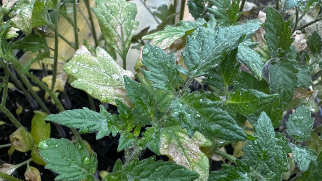 Seedling with sunscald-yellowed leaves and healthy new growth