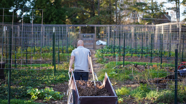 Tommy Investing in Building Healthy Soil with Applying Mulched Leaves to the Soil