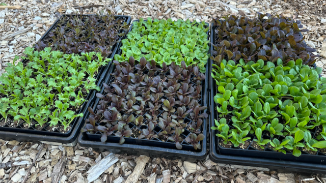 This salanova lettuce mix has been a customer favorite since the beginning of IMO