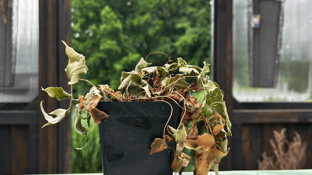 My Fried Transplant in the Greenhouse