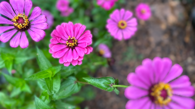 Self Sown Zinnias on the Farm