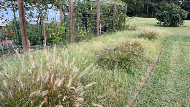 Yes, that's 1,000s of crabgrass seeds, and I am rolling with it.