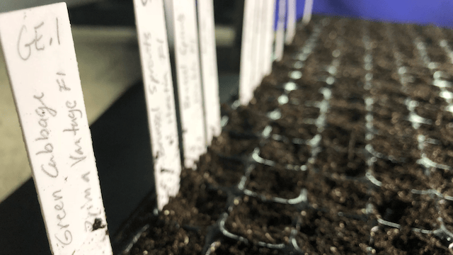 Germination Testing for 2026 Season