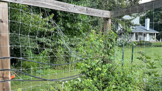 This is what happened this week with the deer encounter.