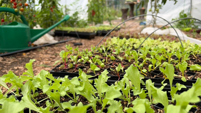 The next succession of lettuce, kale, Swiss chard, and beets, already on its way.