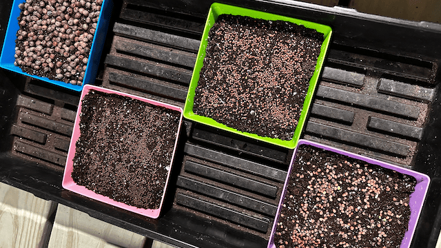 My first seeds in the new greenhouse that are a microgreen test.