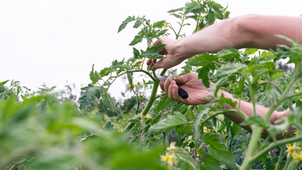 Pruning – A Concept for Gardeners and Business Owners