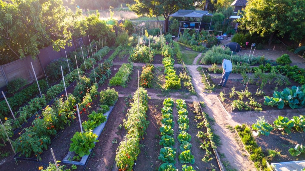 The Vision of My Market Garden with just Cherry Tomatoes and Lettuce