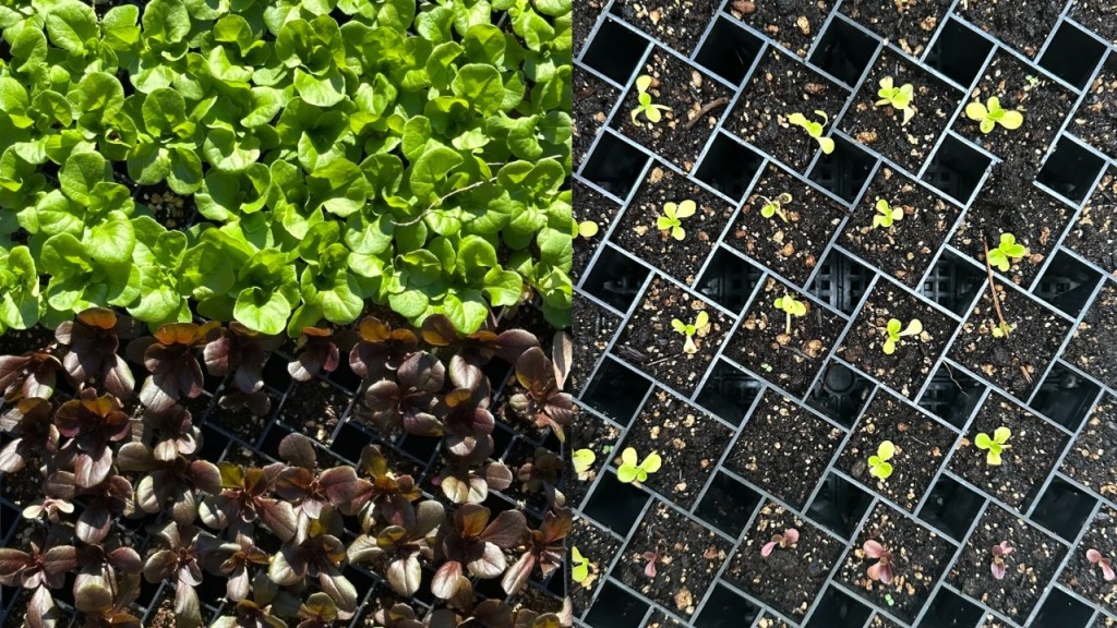 Fall 2024 lettuce seedlings on the left and Fall 2025 on the right