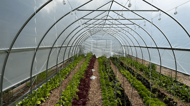 Strings on rollers for lower and lean trellising in the high tunnel
