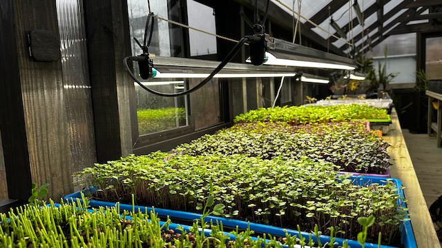 Microgreens in the Greenhouse