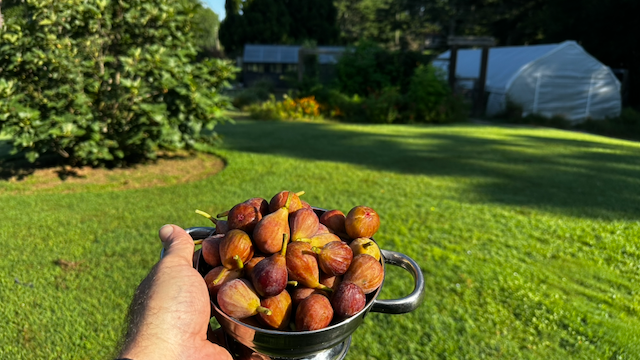 Freshly picked figs with the fig tree and the farm in the background