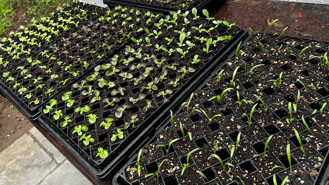 Spinach and lettuce starts put outside to begin adjusting to the summer sun