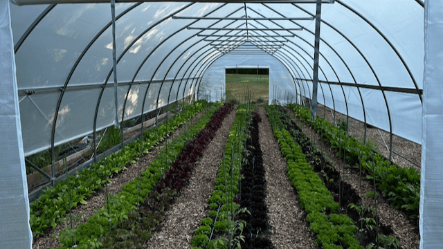 Rows of lettuce in the high tunnel