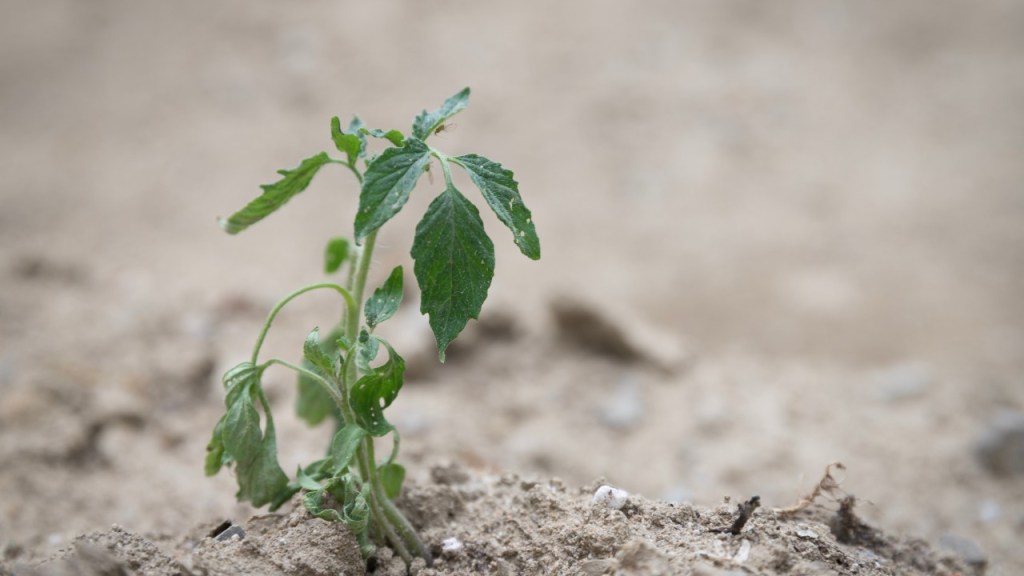 A stressed tomato seedling