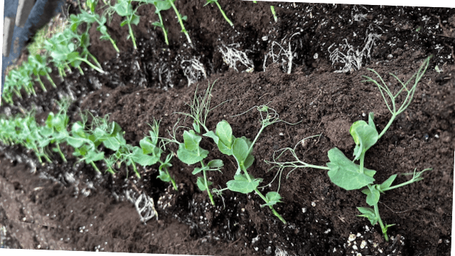Snow pea transplants in the ground