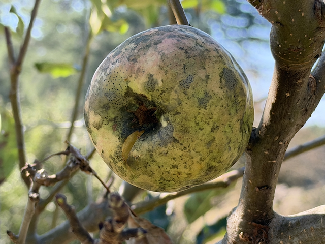 Ugly apple or work of art? You decide.