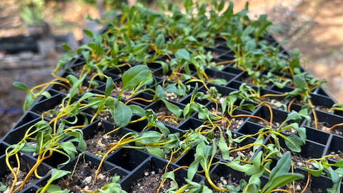 Beets after a long day of heat and before being watered
