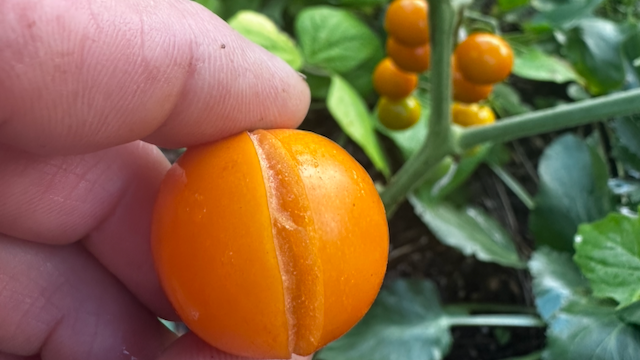 Sun Gold cherry tomatoes splitting due to heavy rain
