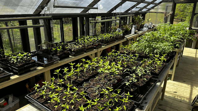 The Pepper and Tomato Transplants in the Greenhouse